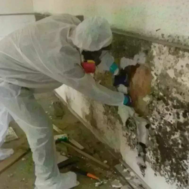 Mold Remediation and Removal in Preston, TX